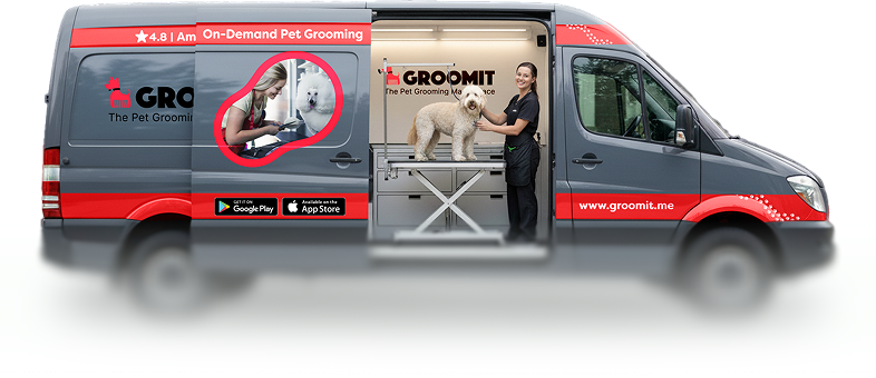 Freshly groomed pets in Austin