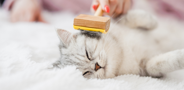 Top Cat Grooming Services and Cat Groomers in Somerset
