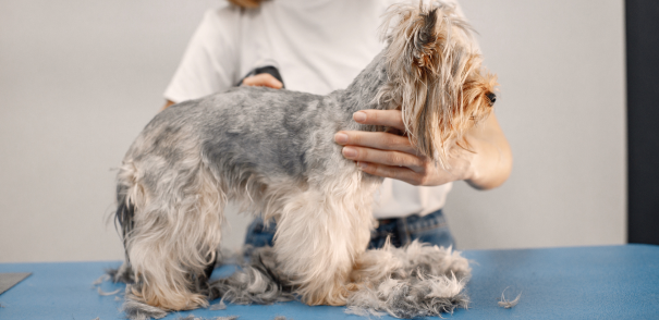 Professional Dog Grooming and Experienced Dog Groomers in Montgomery