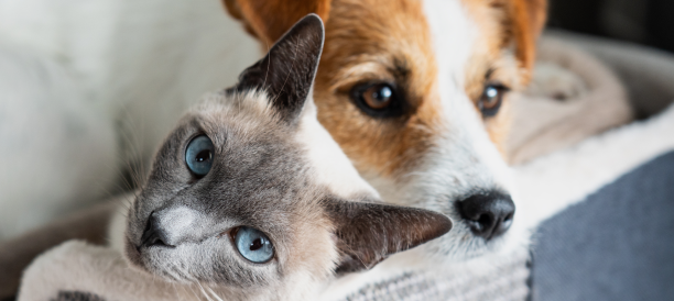 Top-Rated Pet Grooming Services and Expert Pet Groomers in Utah